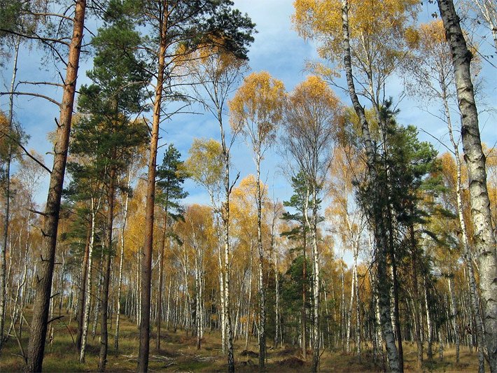 Gemischter, lichtdurchlässiger Kiefern- und Birkenwald