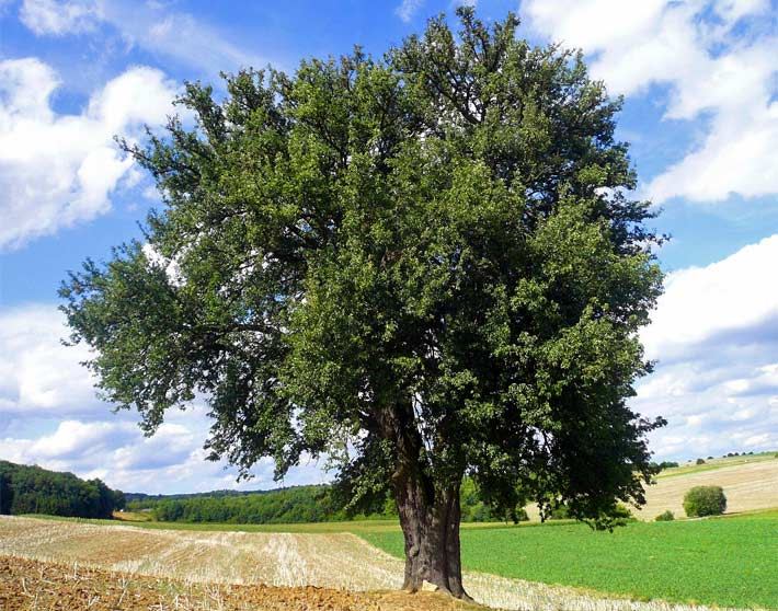 Birnbaum am Lerchenberg