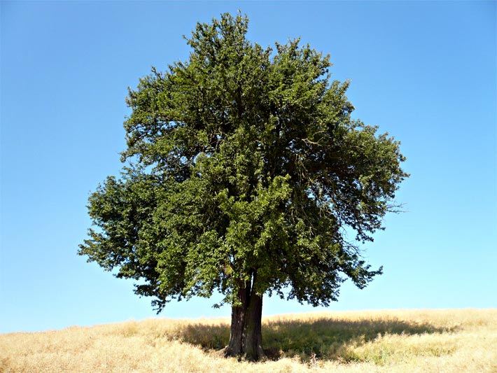 Birnenbaum am Lerchenberg im Sommer