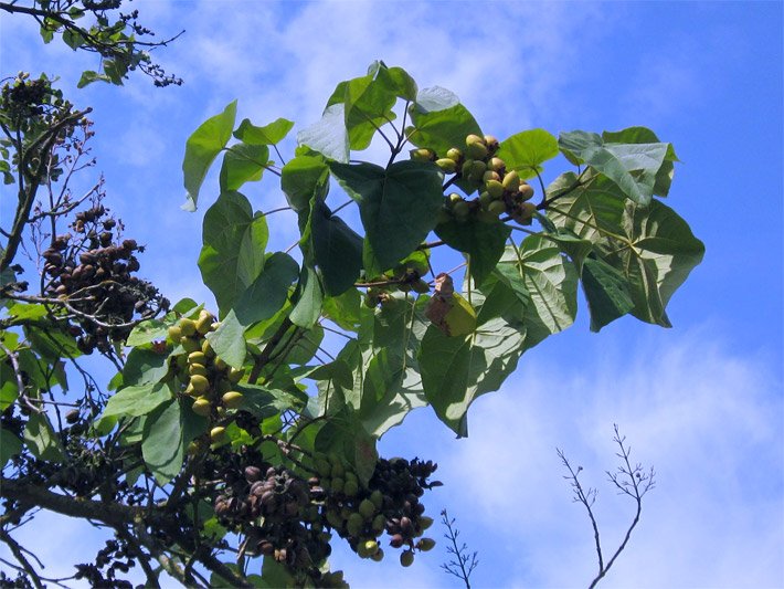Ast mit großen Blättern nach dem Austrieb und grün-gelben Früchten eines Blauglockenbaumes