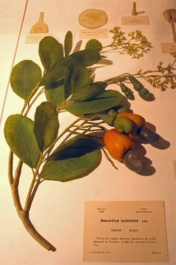 Glasmodell eines Zweiges vom Cashewbaum von Leopold und Rudolf Blaschka im Harvard Museum für Naturgeschichte
