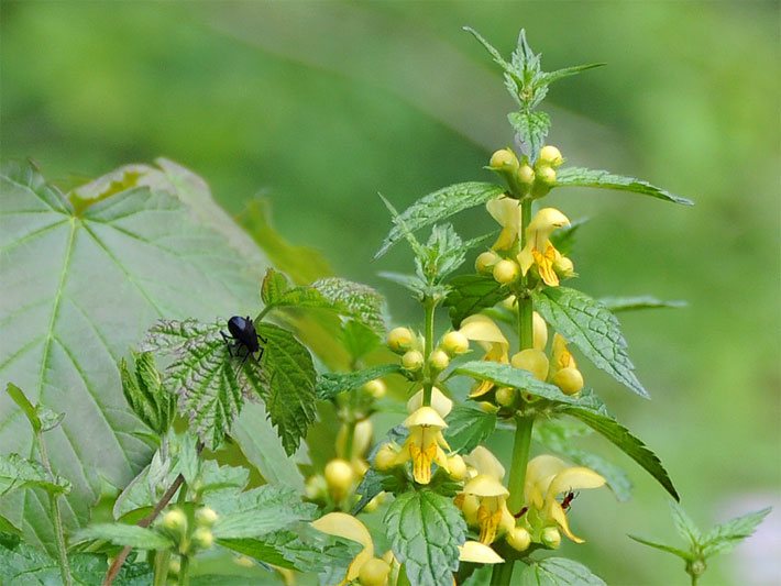 Gelbe Blüten einer Blassgelben Goldnessel, botanischer Name Lamium flavidum, auf einer Wiese