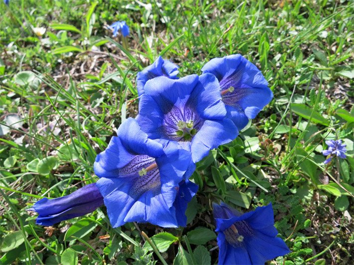 Zusammenstehende, kelchförmige, blaue Blüten von einem Stängellosen Kalk-Enzian, botanischer Name Gentiana clusii, auf einer Alpen-Wiese