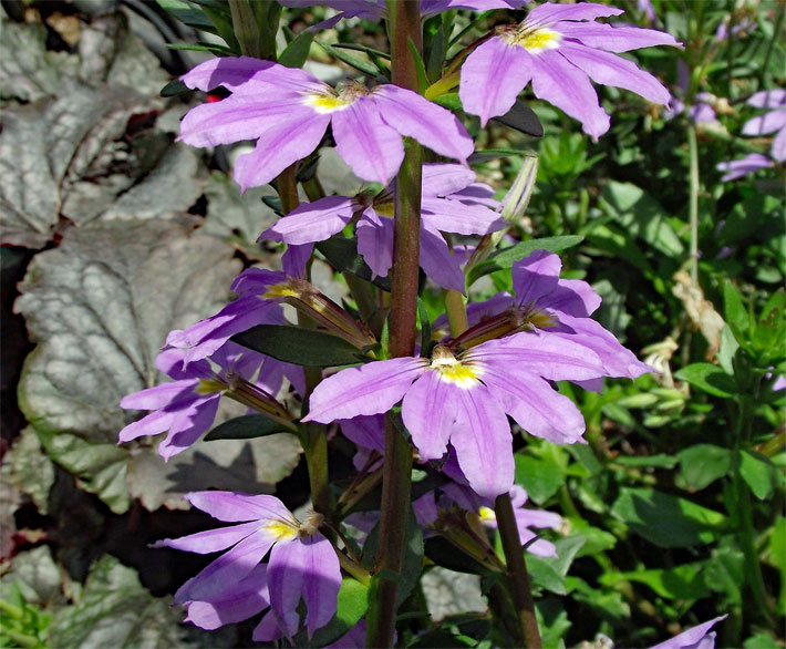Violett blühende Blaue Fächerblume, botanischer Name Scaevola aemula, der Sorte New Wonder als hängende Balkonblumen auf einer Terrasse