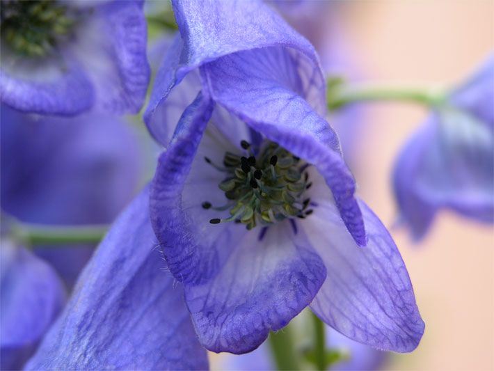 Blass-violette Blüte von einem Blauen Eisenhut, botanischer Name Aconitum napellus