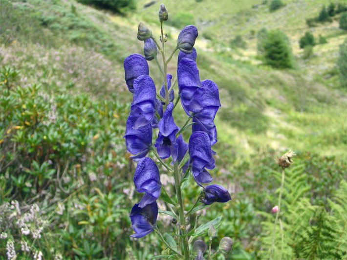 Lila-blaue Blüten von einem Blauen Eisenhut, botanischer Name Aconitum napellus, auf einer Wiese