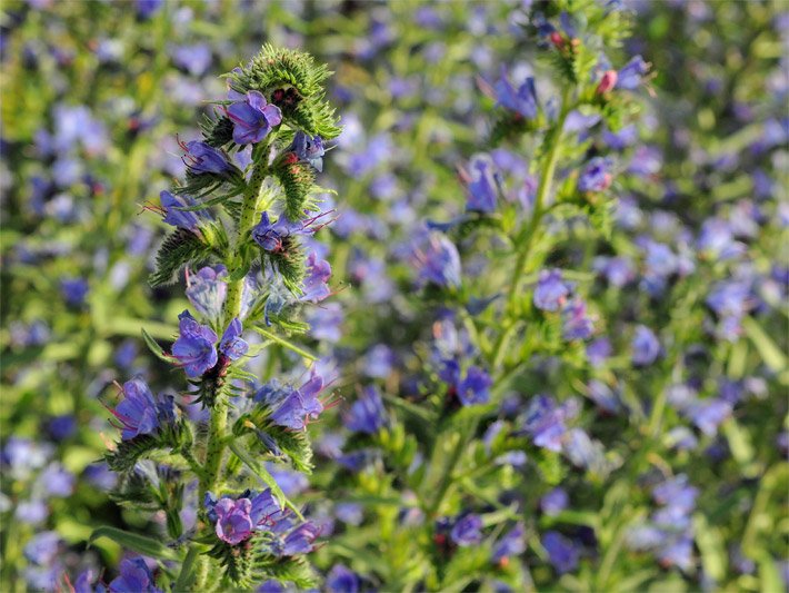 Blau-violett blühende Pflanzung von einem Gewöhnlichen oder Blauen Natternkopf (auch Blauer / Stolzer Heinrich), botanischer Name Echium vulgare, am Wald-Rand