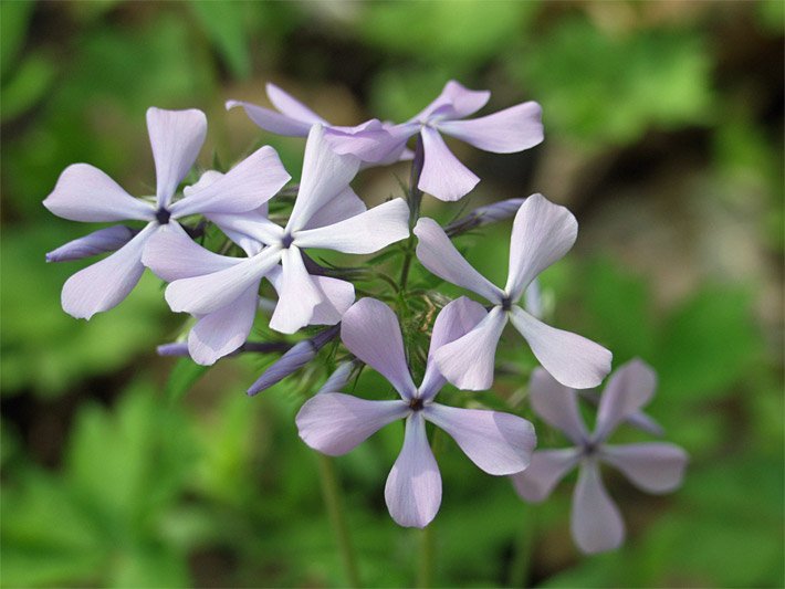 Blau-violette Blüten von einem Wald-Phlox, botanischer Name Phlox paniculata