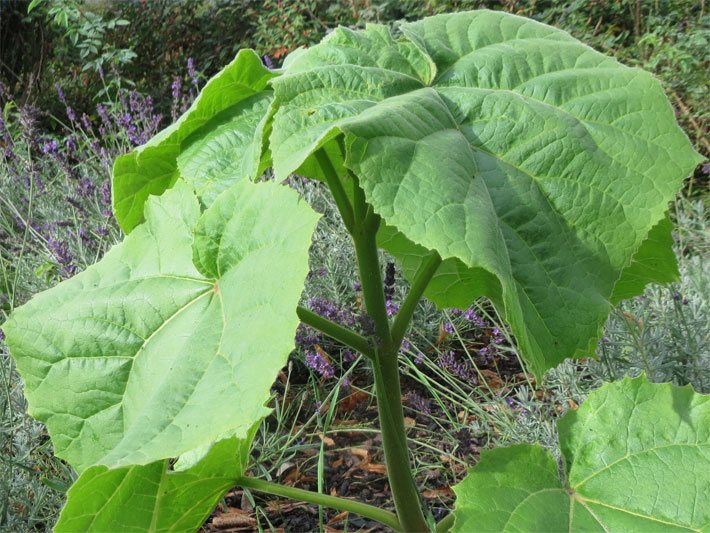 Große Blätter von einer Blauglockenbaum-Jungpflanze auf einer Garten-Wiese