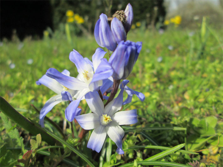 Blau-violett blühender Zweiblättriger Blaustern/Sternhyazinthe, botanischer Name Scilla bifolia, auf einer Wiese