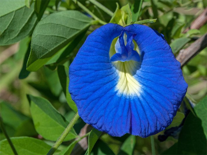 Mittel-blaue Blüte der Blauen Klitorie mit schmaler weiß-gelber Blütenmitte, die Grundlage für den Blue Butterfly Pea Tea ist