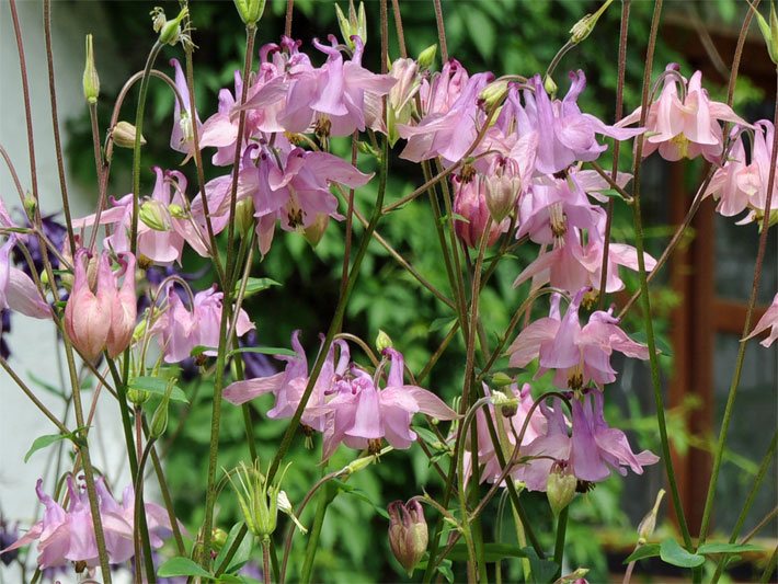 Blass rosa-violette Röhren-Blüten einer Gemeinen Akeleien, botanischer Name Aquilegia vulgaris, in einem Garten-Beet