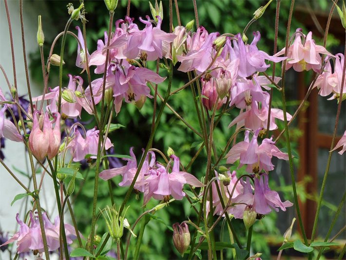 Röhrenblüten mit blass rosa-violetter Blüten-Farbe von Gemeinen Akeleien, botanischer Name Aquilegia vulgaris, in einem Vorgarten