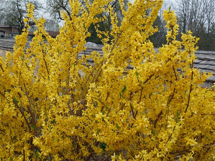 Gelb blühende Forsythienhecke, botanischer Name Forsythia x intermedia, in einem Dorf
