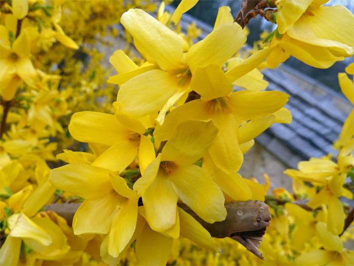 Gelbe Blüten einer Garten-Forsythie, botanischer Name Forsythia x intermedia, im Frühjahr