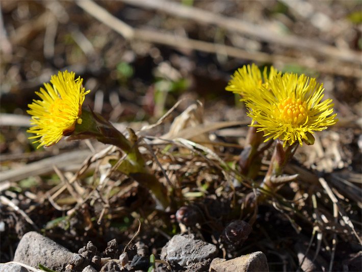 Blühende Huflattiche, botanischer Name Tussilago farfara, in einem Blumen-Beet mit dunkelgelber Körbchen-Blüte bestehend aus Röhrenblüten und Hunderten gelben Zungenblüten