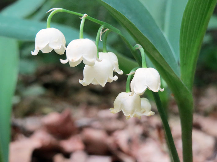 Weiß blühende Maiglöckchen mit glockenförmigen Blüten, botanischer Name Convallaria majalis