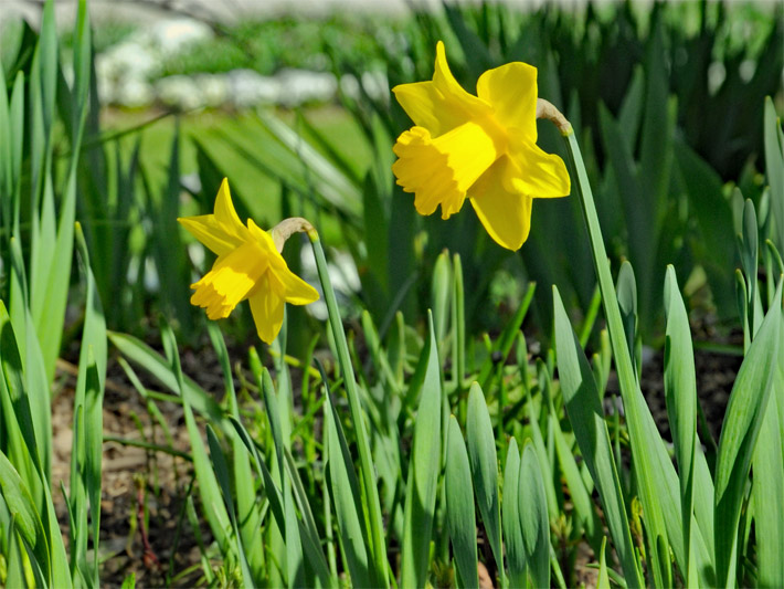 Gelb blühende Osterglocken (Narzissen), botanisch Narcissus pseudonarcissus, auf dem Gelände von einem Friedhof