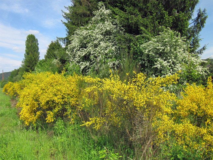 Gelb blühende Besenginster-Hecke, botanisch Cytisus scoparius, und ein dahinter wachsender, weiß blühender Weißdorn, botanisch Crataegus monogyna