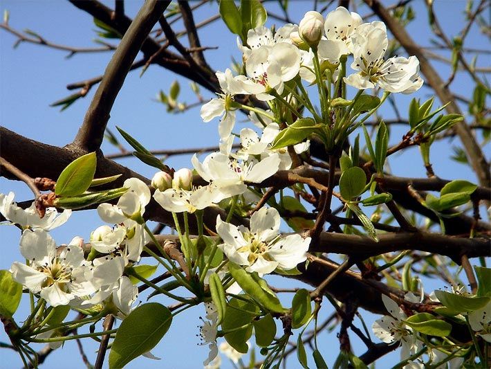 Zweig von einem blühenden Birnbaum