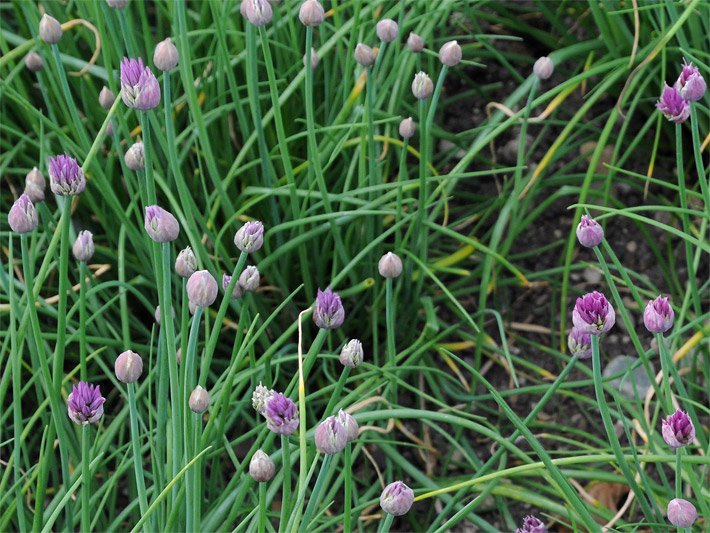 Kräuterbeet mit Schnittlauch oder Graslauch und violett-purpurfarbenen Blüten