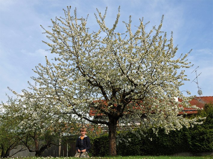 Blühender Kirschbaum mit weissen Blüten