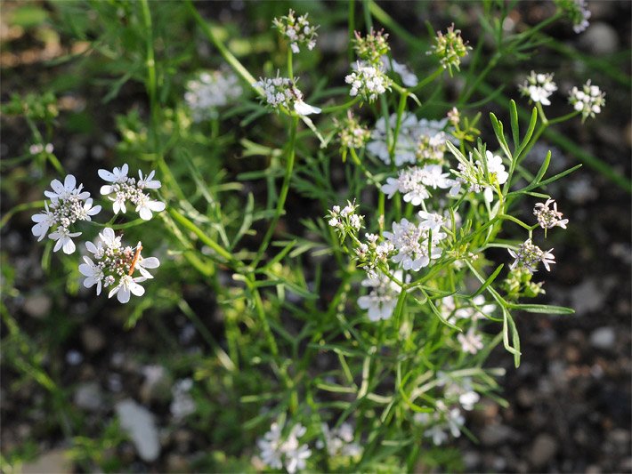 Blühender Koriander, botanischer Name Coriandrum sativum, mit drei- bis fünfstrahligen, doppeldoldigen, weissen Blüten