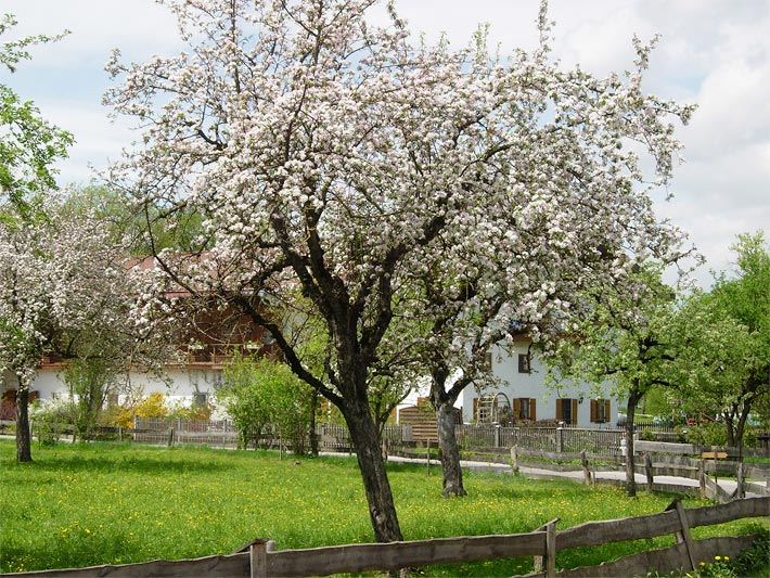 Obstgarten mit blühenden Apfelbäumen in Oberbayern