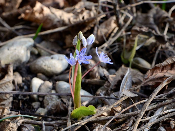 Violette Blüten von einem Wien-Blaustern, botanischer Name Scilla vindobonensis, in einem Vorgarten