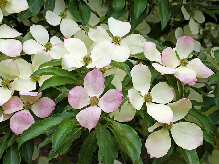 Weiße und rosa blühender Blumen-Hartriegel, botanischer Name Cornus florida, mit dunkelgrünen, ovalen Blättern