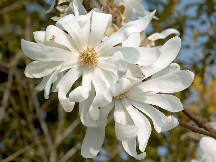 Weiße Blüten einer Stern-Magnolie, botanischer Name Magnolia stellata, im Frühling