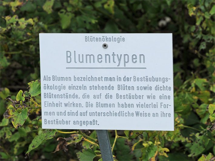 Schautafel mit der Überschrift Blütenökologie und Blumentypen sowie dem Text - Als Blumen bezeichnet man in der Bestäubungsökologie einzeln stehende Blüten sowie dichte Blütenstände, die auf die Bestäuber wie eine Einheit wirken. Die Blumen haben vielerlei Formen und sind in auf unterschiedlichste Weise an ihre Bestäuber angepasst. Veröffentlichung mit freundlicher Genehmigung des Botanischen Gartens München-Nymphenburg.