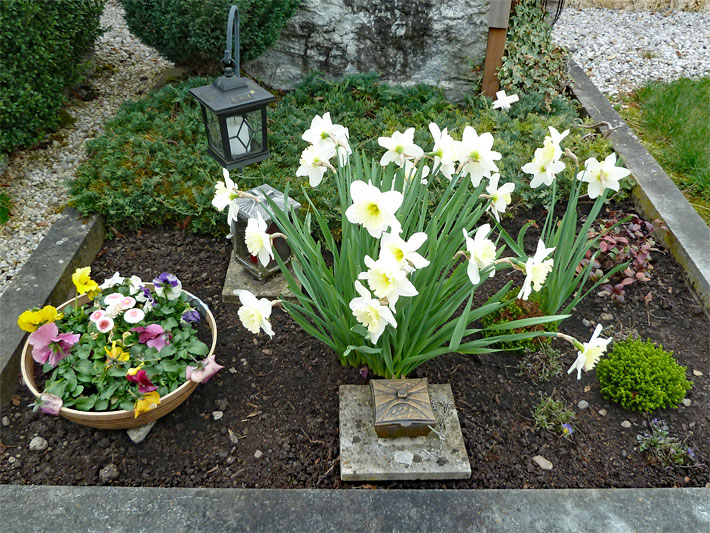 Bunte Frühlingsblumen fürs Grab in einer Schale und Weiß-gelbe Narzissen nach dem Einpflanzen auf einem Friedhof