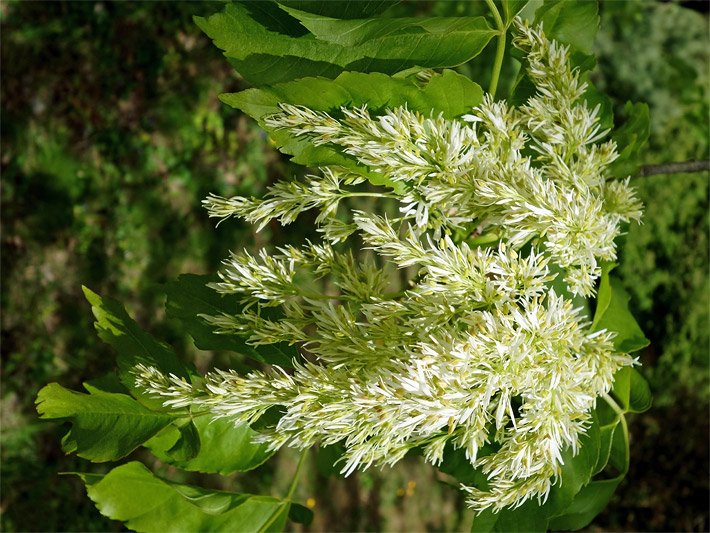 Blätter und Blüte einer Blumenesche Fraxinus ornus