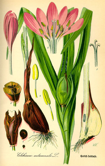 Botanische Illustration der Blumenknolle einer Herbstzeitlosen (Colchicum autumnale) aus dem Buch von Prof. Dr. Otto Wilhelm Thomé - Flora von Deutschland, Österreich und der Schweiz - von 1885, Gera, Deutschland