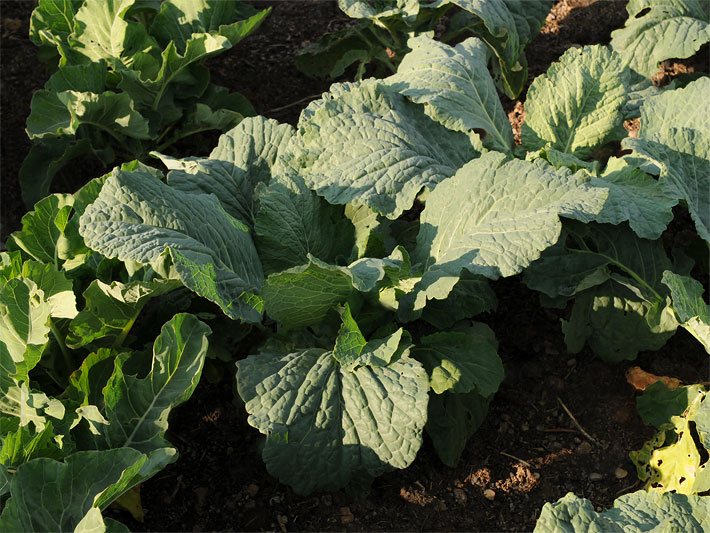 Dunkelgrüne, aufgefächerte, große Blumenkohlblätter im Gemüsebeet-Anbau