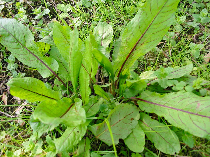 Blut-Ampfer auf einer Wiese mit hellgrünen, länglich-ovalen Blättern und dunkelroten Blattadern