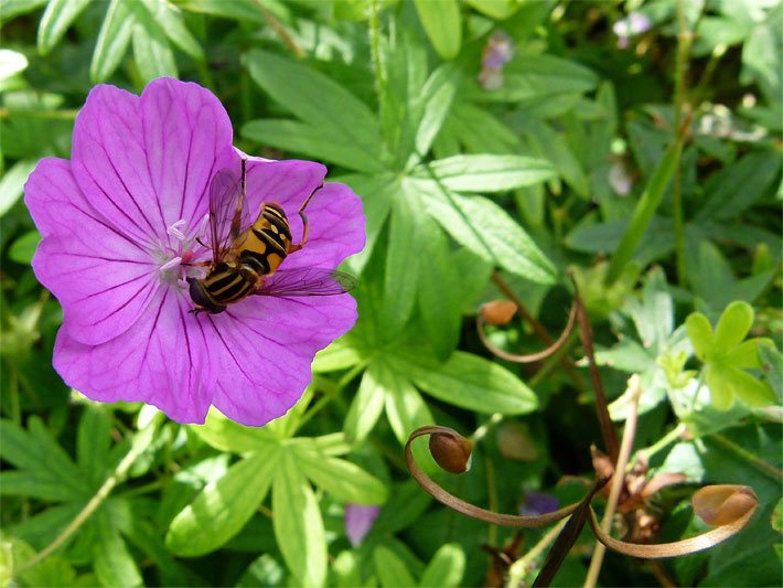 Rot-violette Blüte mit Biene vom einem Blut-Storchschnabel, botanischer Name Geranium sanguineum, im Garten