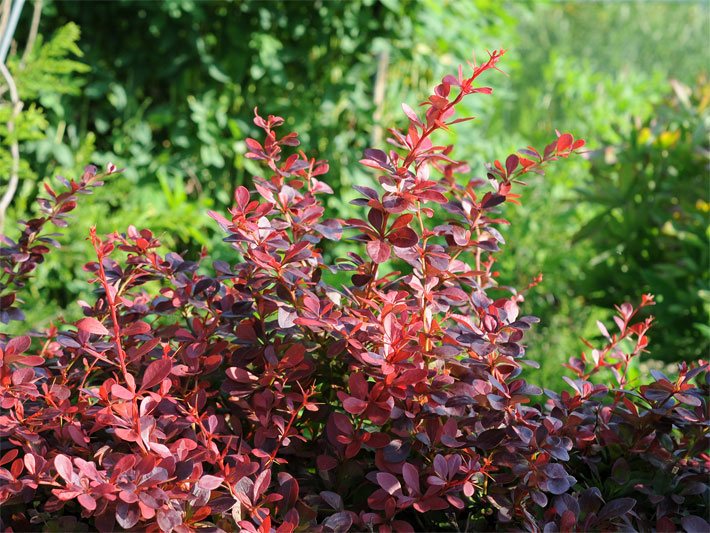 Purpurrote Blätter einer Blutberberitze/Roten Thunberg-/Hecken-Berberitze der Sorte Atropurpurea, botanischer Name Berberis thunbergii, in einem Garten