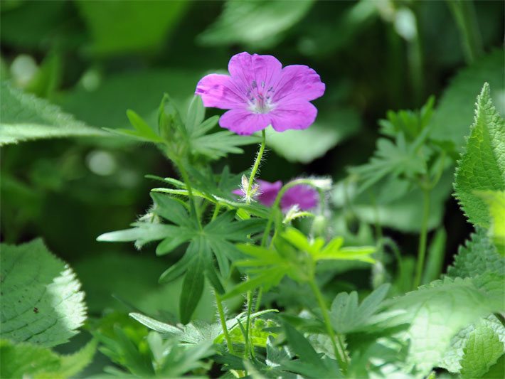 Blutroter Storchschnabel, botanischer Name Geranium sanguineum, mit rot-violetter Blüte auf einer Wiese