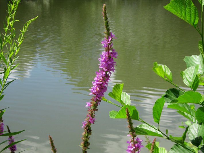 Purpurrote Blüten von einem Echten Blutweiderich, botanischer Name Lythrum salicaria, am Wasserrand von einem Gartenteich