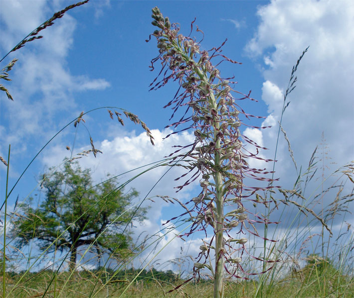 Bocks-Riemenzunge im Sommer auf einer Wiese