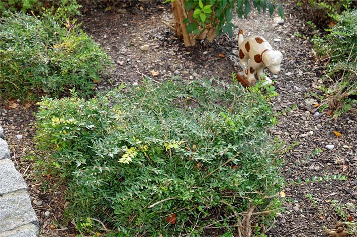 Bodendeckenden Sträucher in einem Vorgarten mit Hund-Gartenfigur