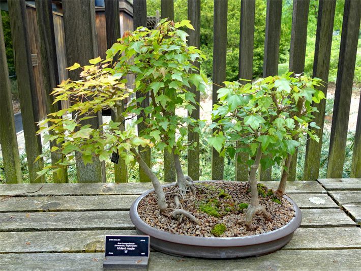 Bonsai von einem Dreispitz-Ahorn, botanisch auch Acer buergerianum