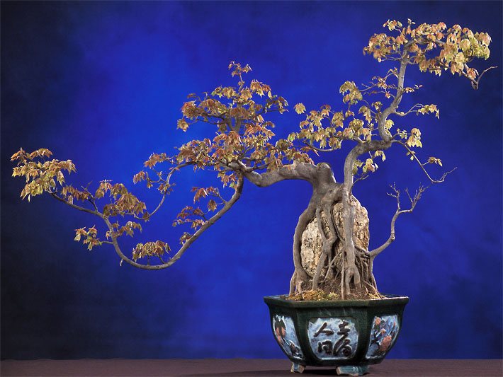 Dreispitz-Ahorn-Bonsai in einem Steintopf im National Bonsai and Penjing Museum vom National Arboretum Washington