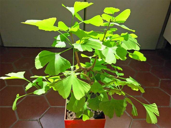 Jungpflanze eines chinesischen Gingko-Bonsai im Innenbereich zum Überwintern
