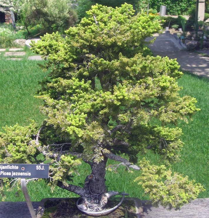 Als Bonsai kultivierte Ajan-Fichte, botanisch Picea jezoensis