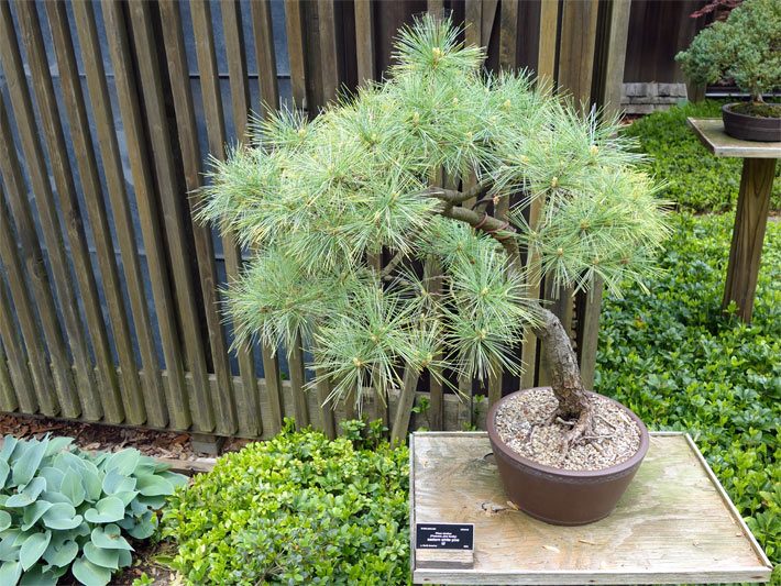 Bonsai einer Weymouth-Kiefer, botanisch Pinus strobus