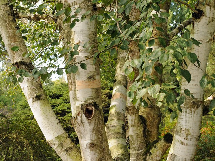 Bestimmen laubbäume Unterrichtseinheit: Laubbäume