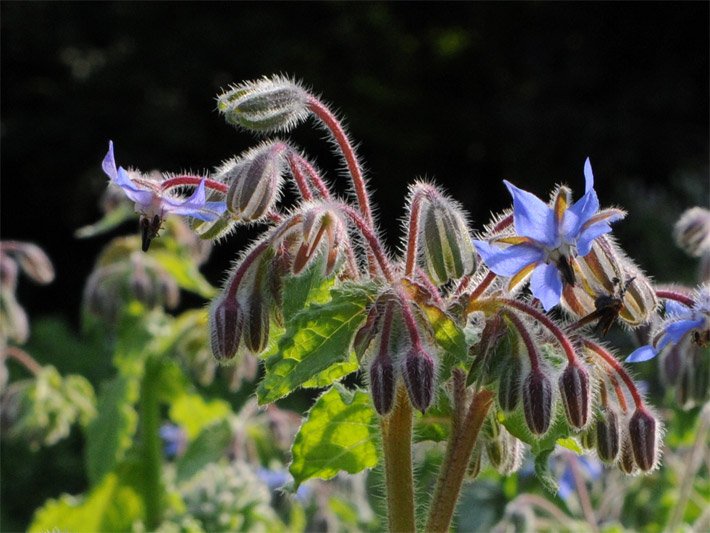 Ungeöffnete weiß gestreifte, dunkelgrüne oder lila farbene und geöffnete blass-ultramarin-blaue Borretschblüten, botanischer Name Borago officinalis